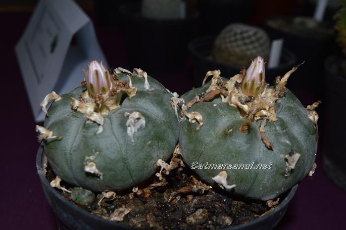 cactusi15