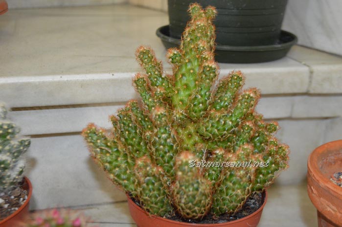 cactusi16