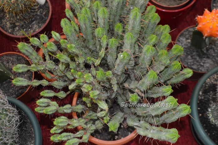 cactusi17
