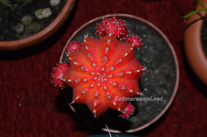 cactusi18