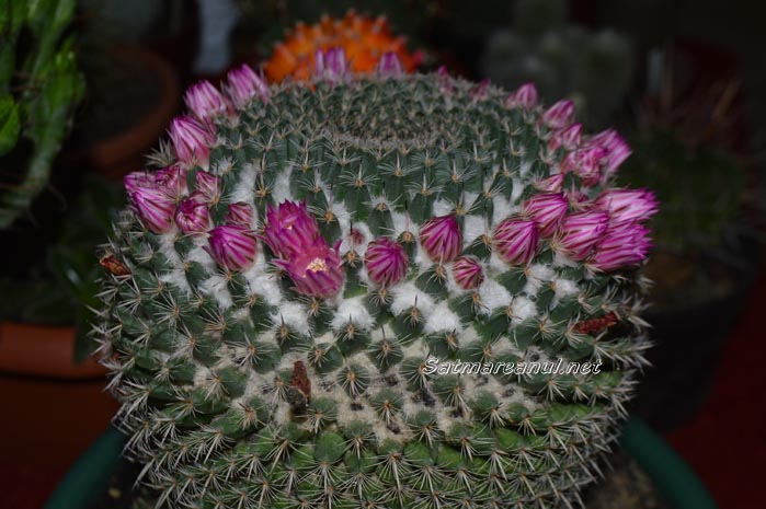 cactusi19