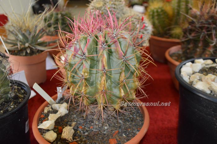 cactusi2