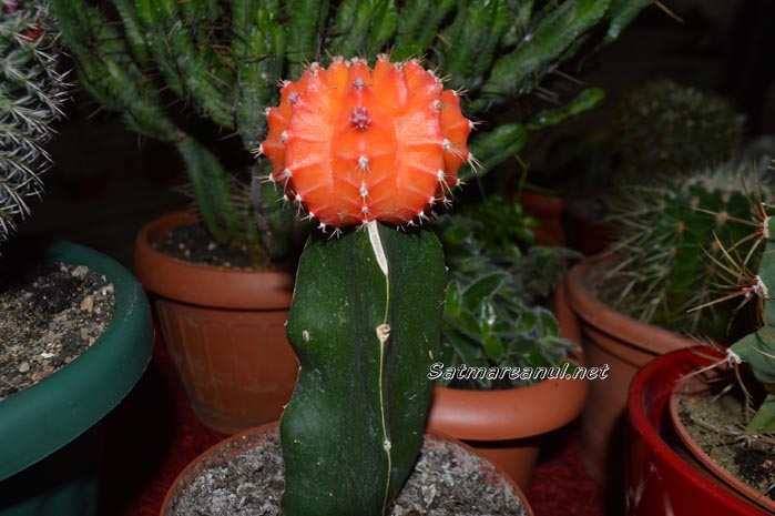cactusi21