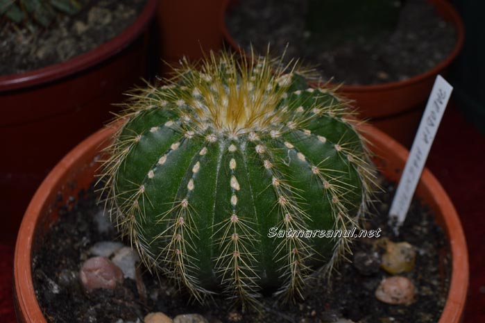 cactusi23