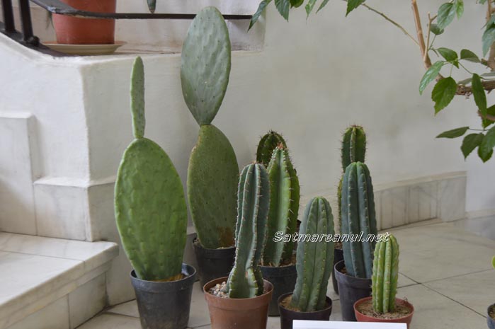 cactusi24