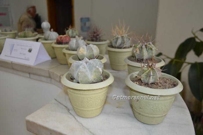 cactusi25