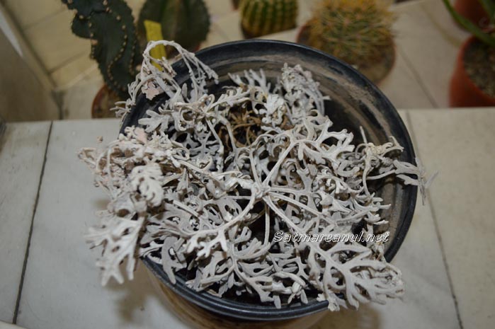 cactusi26