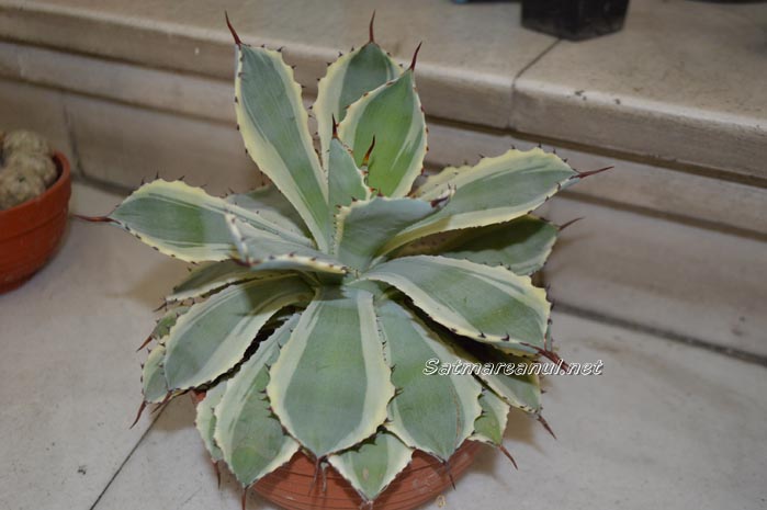cactusi27