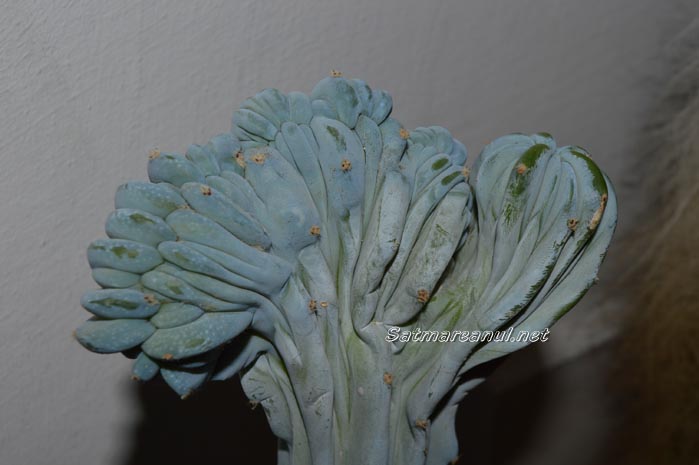cactusi29