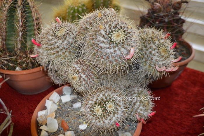 cactusi3
