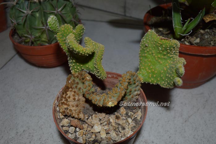 cactusi30