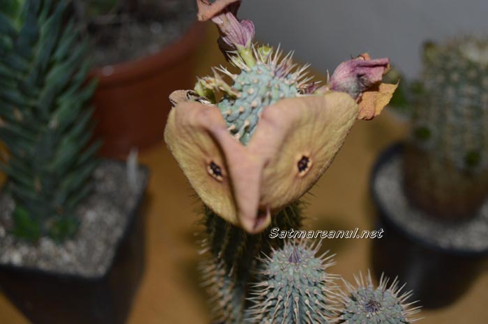 cactusi31