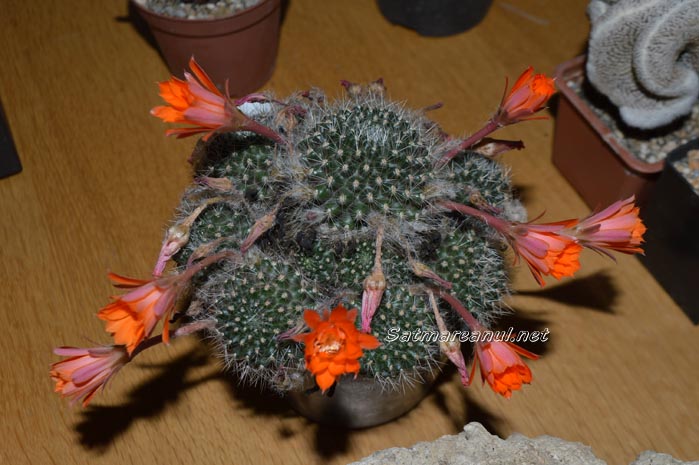 cactusi32