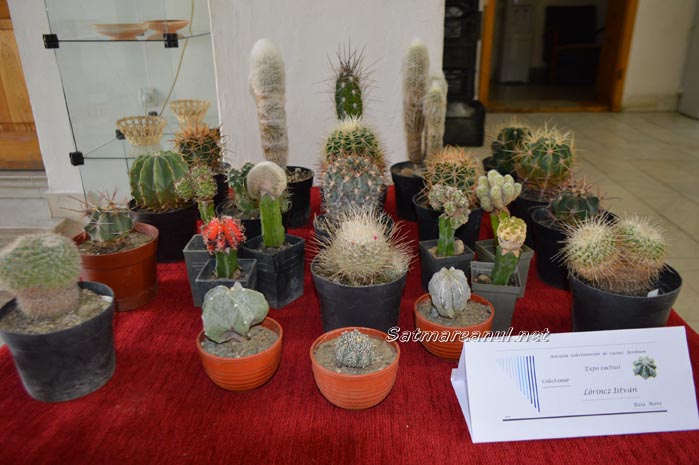 cactusi33