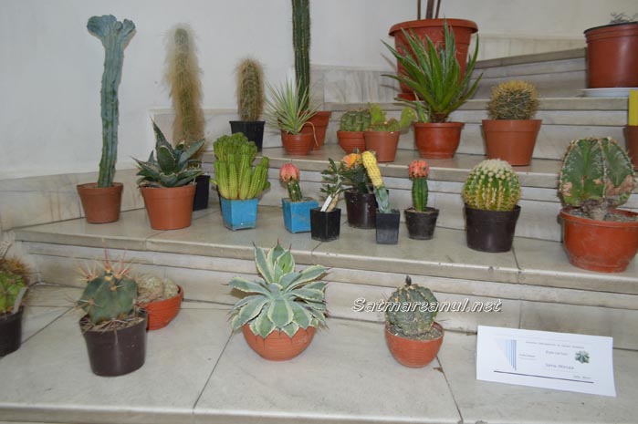 cactusi34