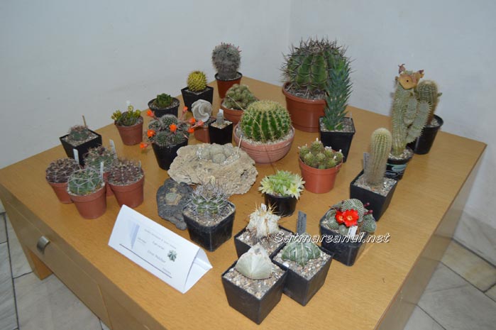 cactusi35