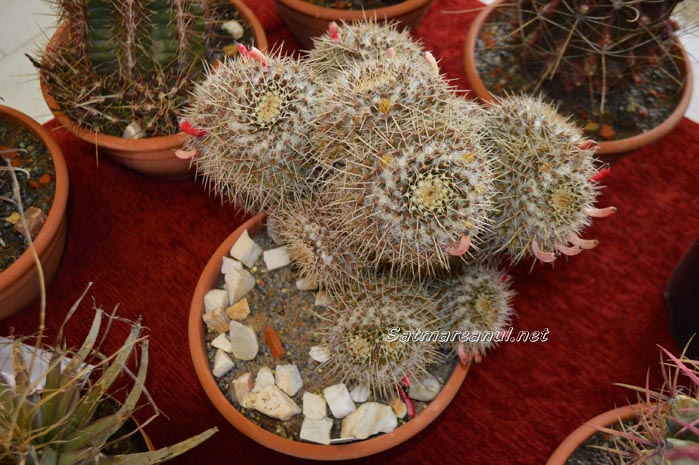cactusi4