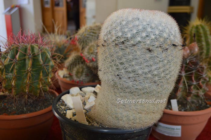 cactusi5