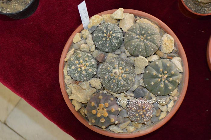 cactusi6