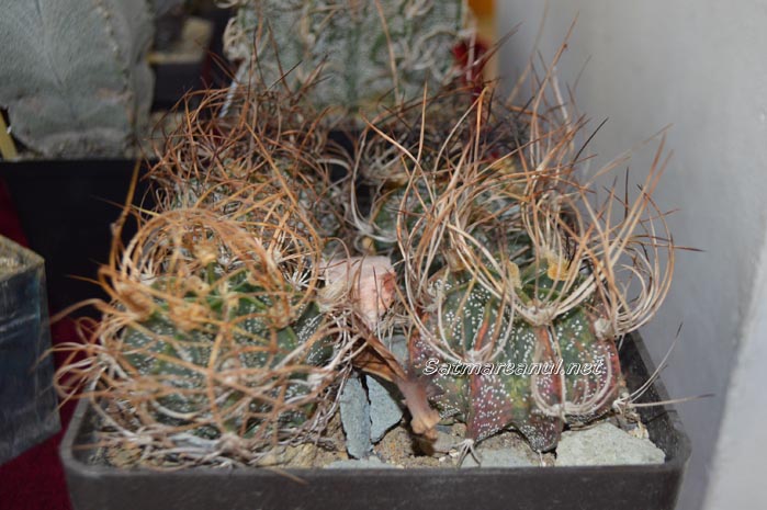 cactusi7