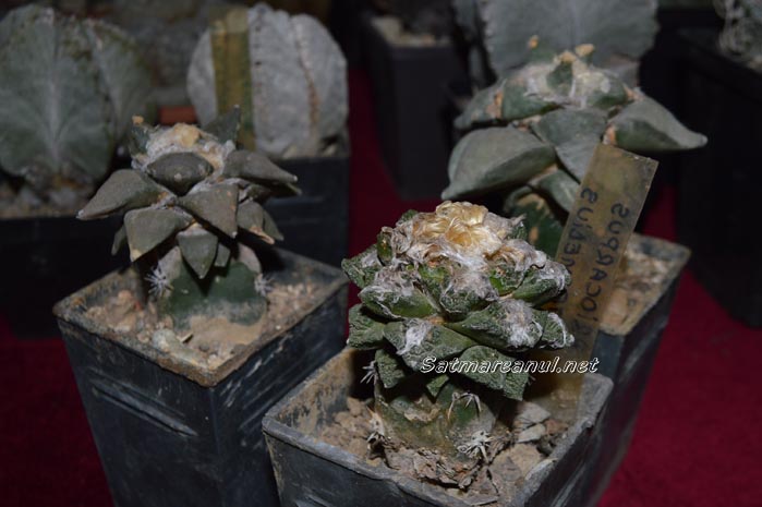 cactusi8