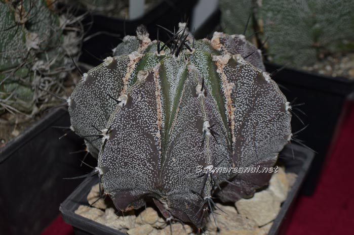 cactusi9