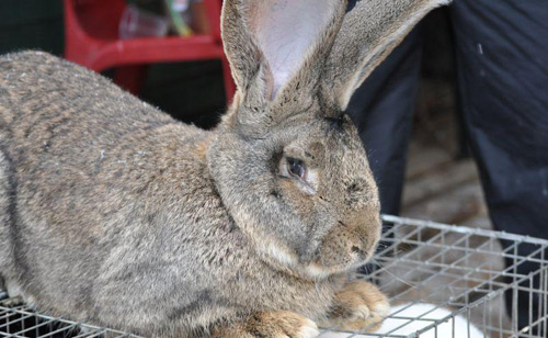 Expoziţie de animale mici la Satu Mare