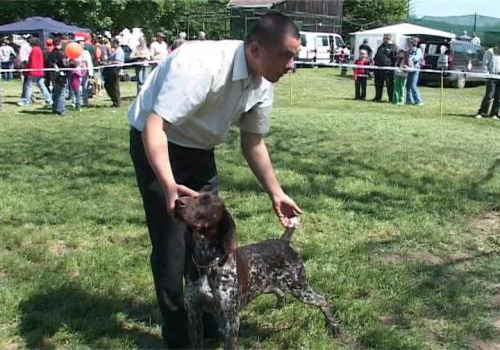 Show canin la Satu Mare