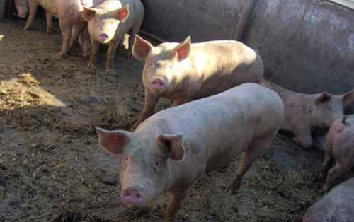 Porcii cu trichineloză ”subțiază” bugetele locale