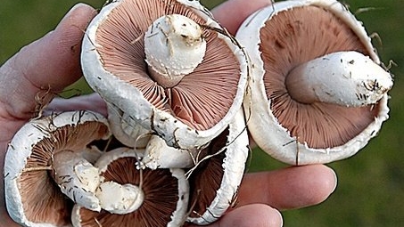 Patru persoane intoxicate cu ciuperci