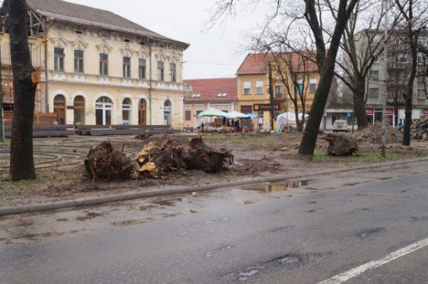 SOS. Opriţi măcelul copacilor din Carei!