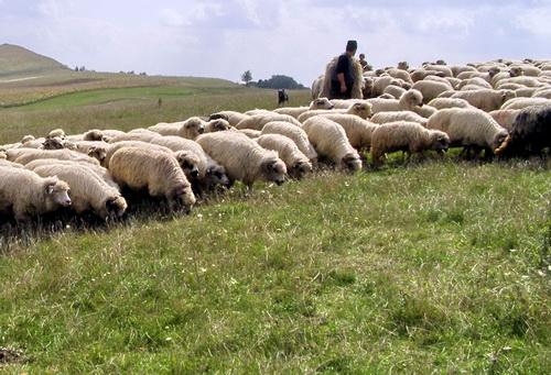 Măsuri pentru protejarea culturilor agricole împotriva distrugerilor provocate de turmele de oi