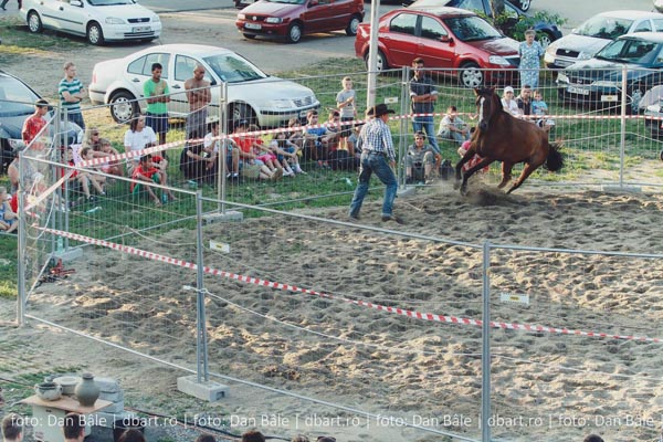 Un cowboy la Satu Mare (galerie foto)