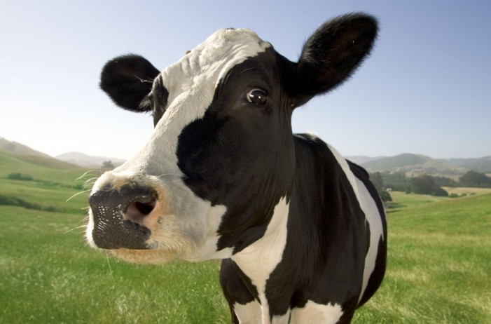 Vezi ce trebuie să faci dacă ai 20 de vaci