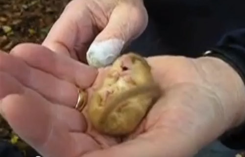 Vezi cum sforăie un pârș de alun (video)