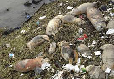 Sute de kilograme de cadavre de animale, aruncate în Canalul Homorod