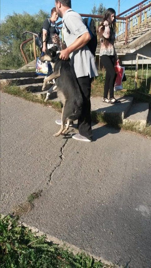 Un sătmărean a încercat să-și arunce câinele în Someș