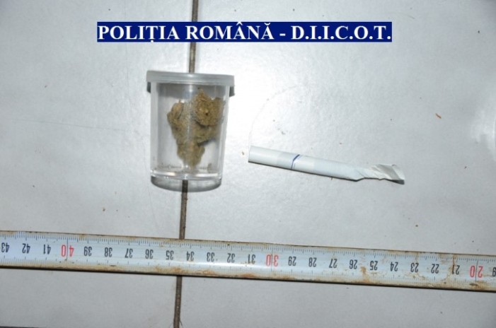 Cultură de cannabis descoperită pe un bloc din Satu Mare (video)