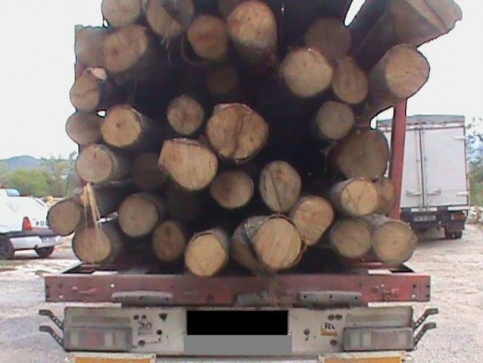 Cum se fură arborii din păduri. Procurorii au deschis o anchetă