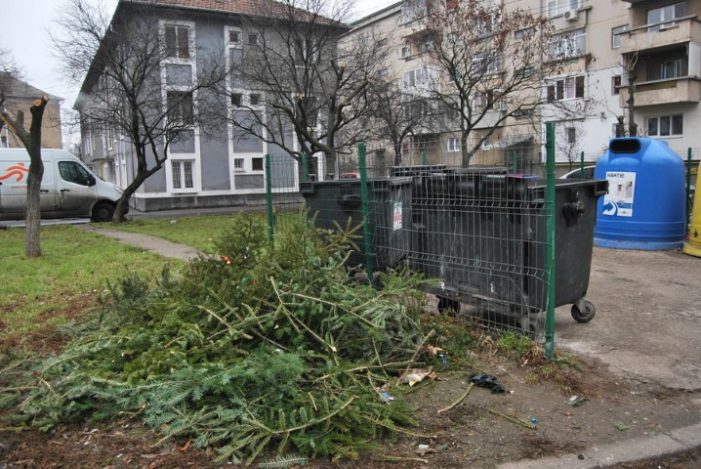 Colectarea brazilor de Crăciun are loc în perioada 12-25 ianuarie