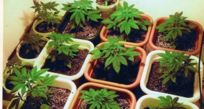 Cultură de cannabis descoperită la Negreşti-Oaş