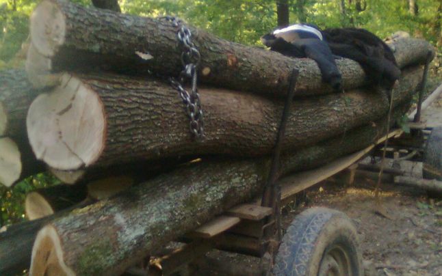 A furat lemne din pădure