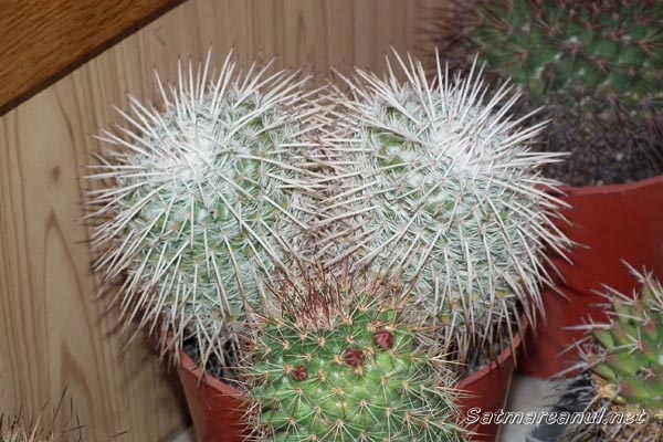 Expoziție de cactuși la Muzeul Județean Satu Mare