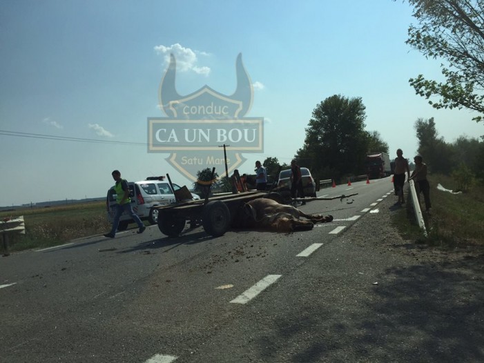 Vezi cine se face vinovat de producerea accidentului din localitatea Doba