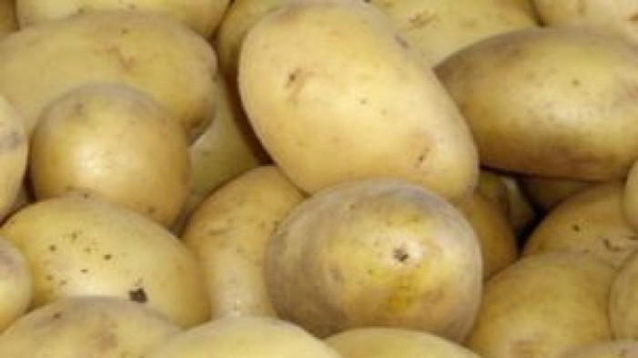 Subvenții pentru fermierii care cultivă cartofi
