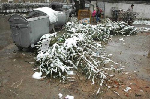 Începe colectarea brazilor de Crăciun
