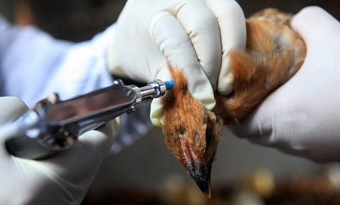 Medic veterinar, amendat de DSV