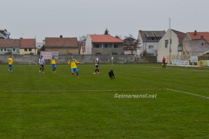 Un cățel – fanul numărul 1 al Olimpiei
