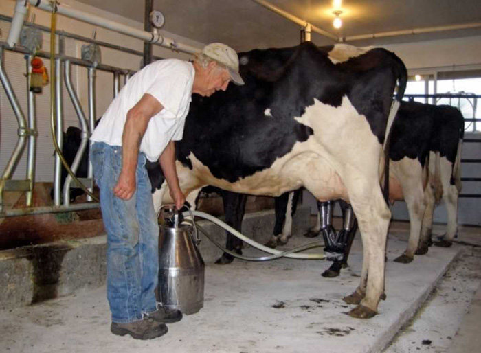 Ajutor financiar pentru producătorii de lapte. Cererile se depun la APIA
