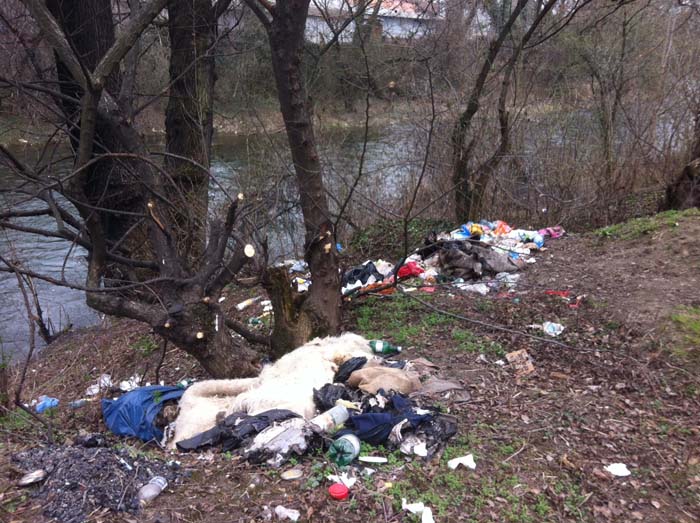 Deținuții au curățat malurile râului Someș